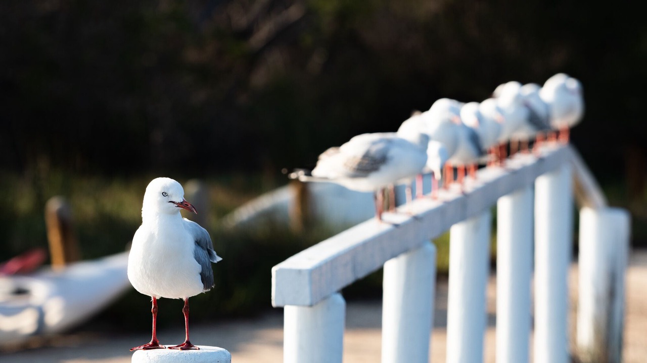 Photo of Others in Mallacoota