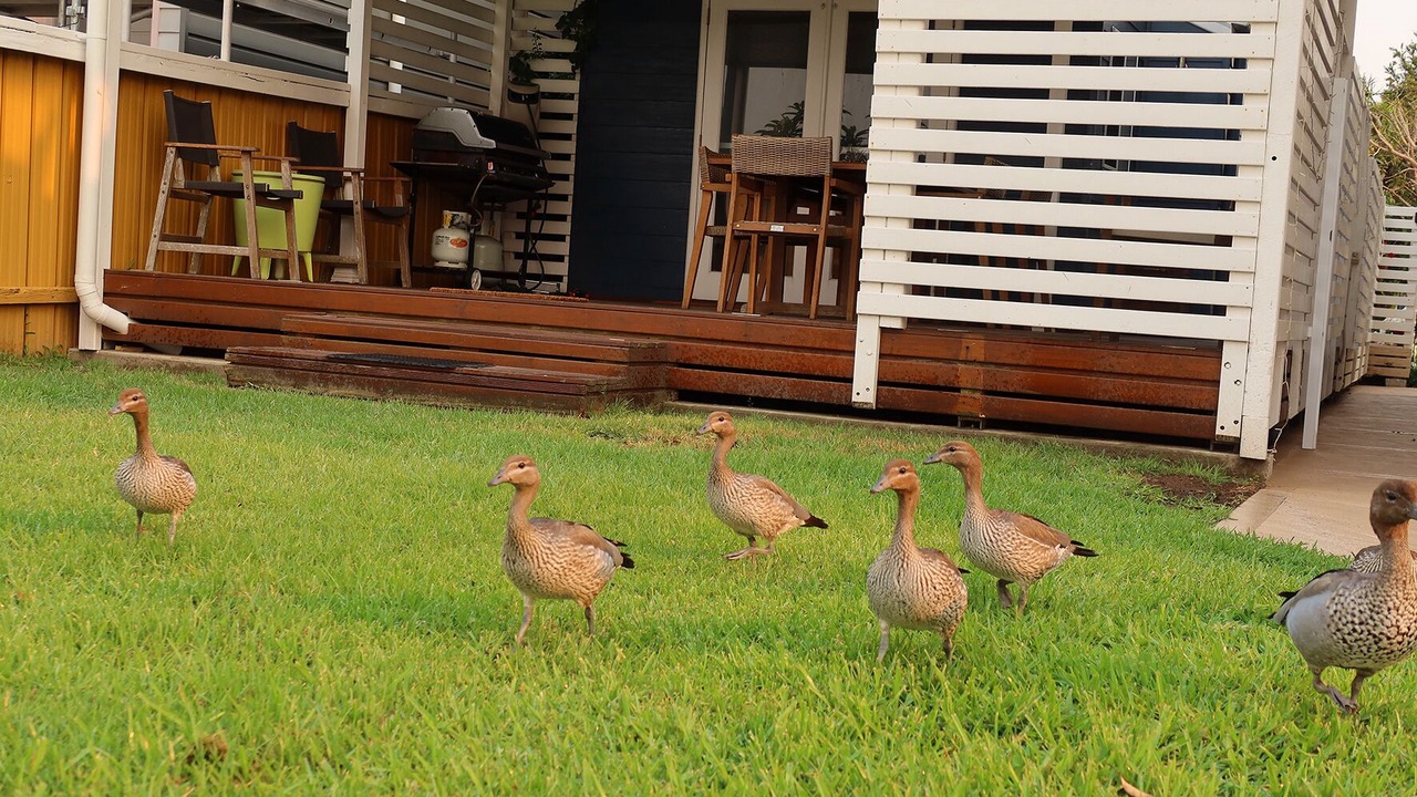 Photo of Patio Balcony in Marks Point