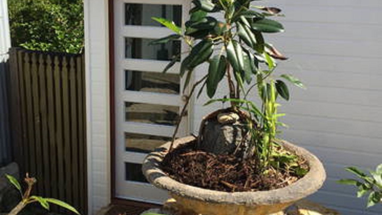 Photo of Others in Bellingen