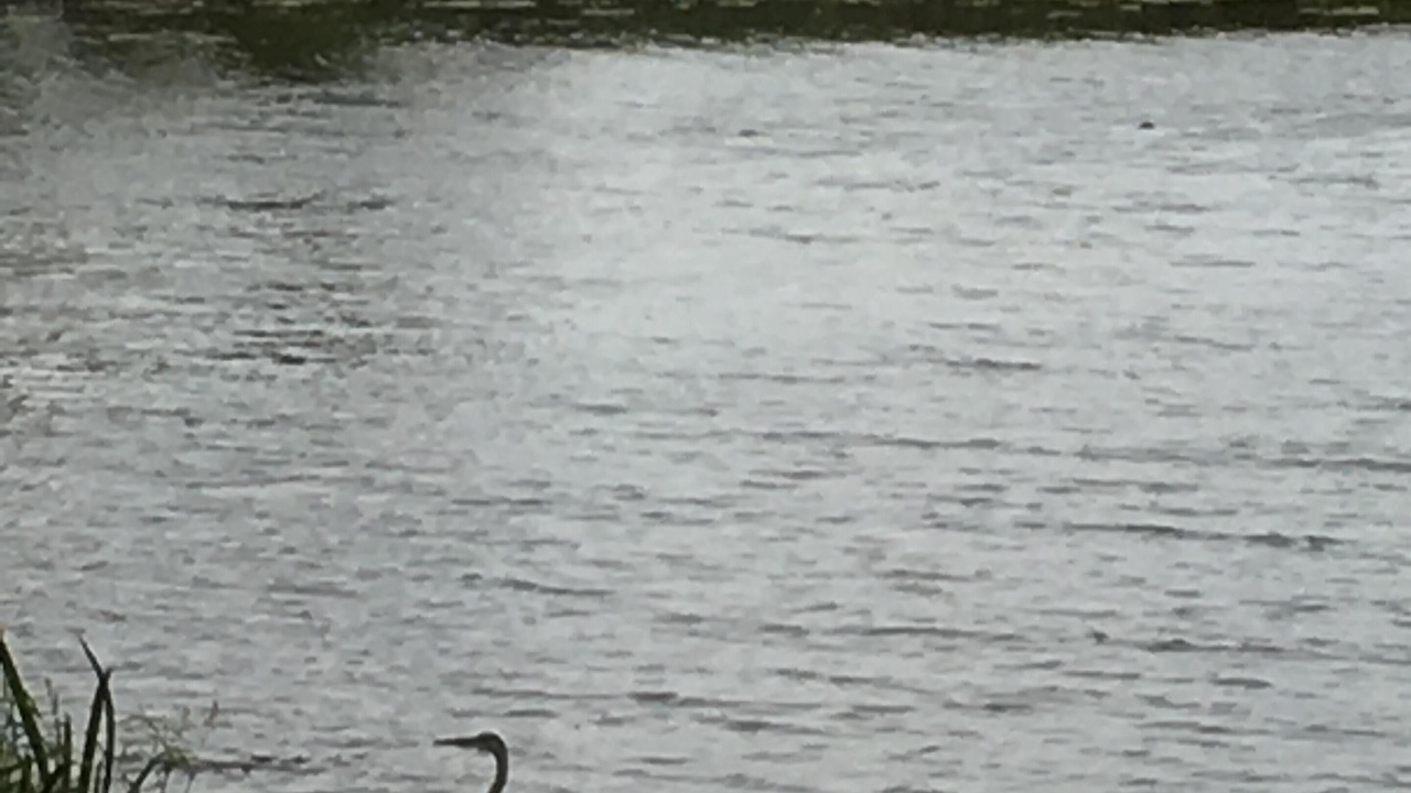 Photo of Others in Bayberry