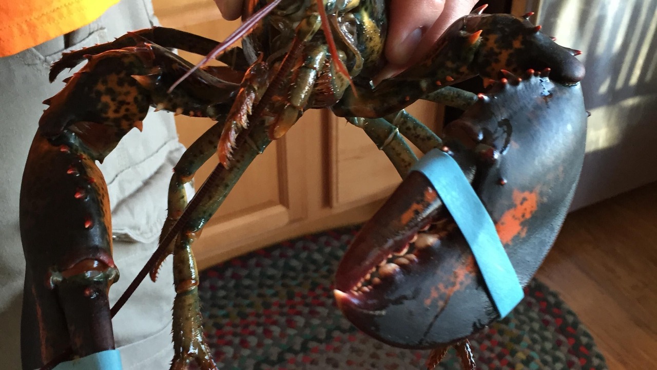 Photo of Others in Jonesport