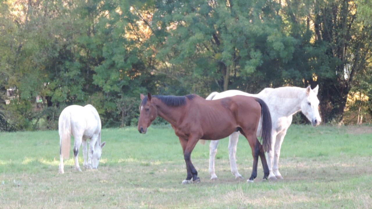 Photo of Others in Saint-Hilaire-la-Palud