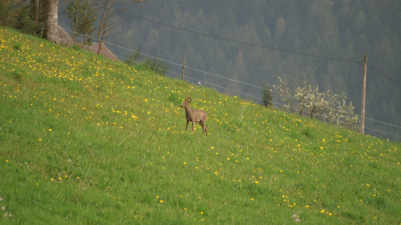 Photo of Outdoor in Cleurie