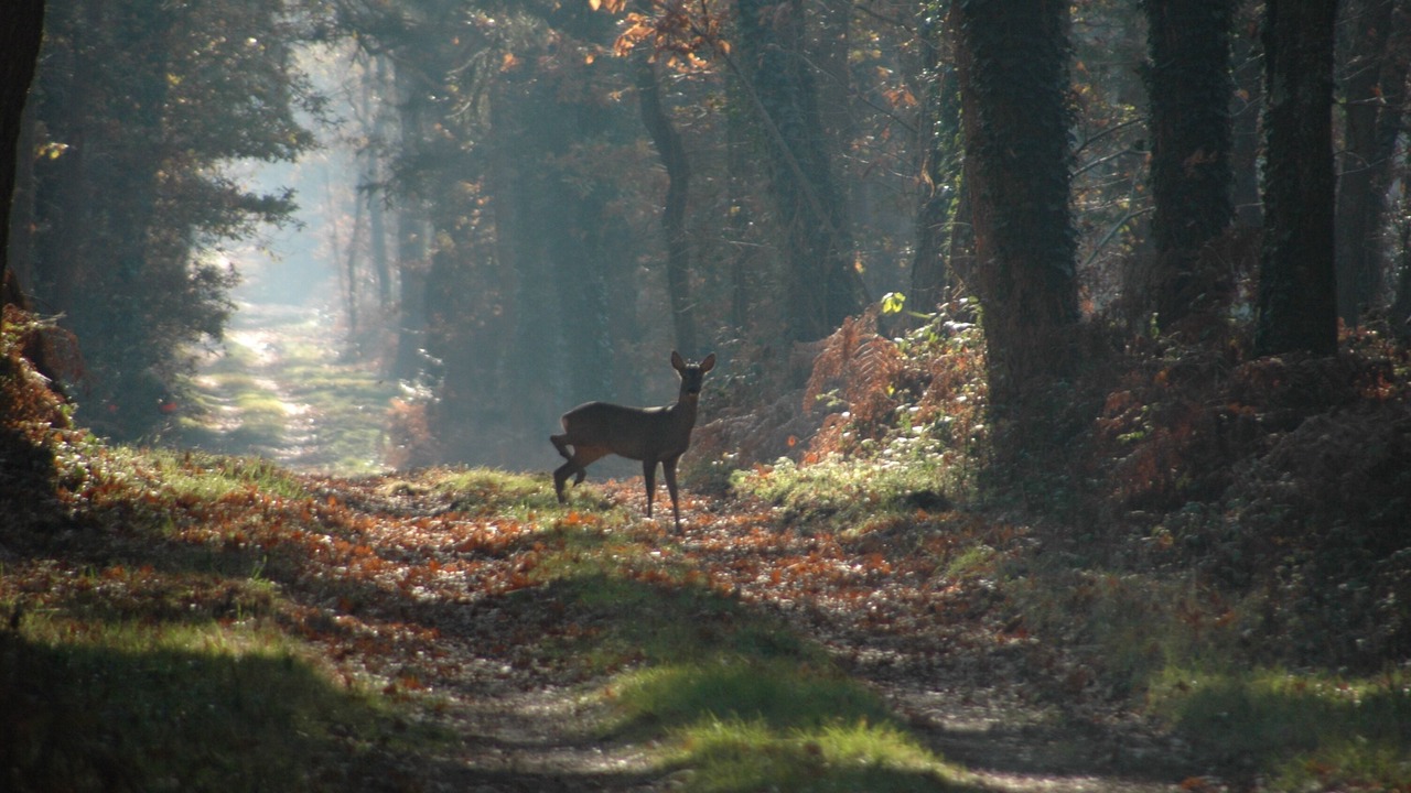 Photo of Outdoor in Souvigne-sur-Sarthe