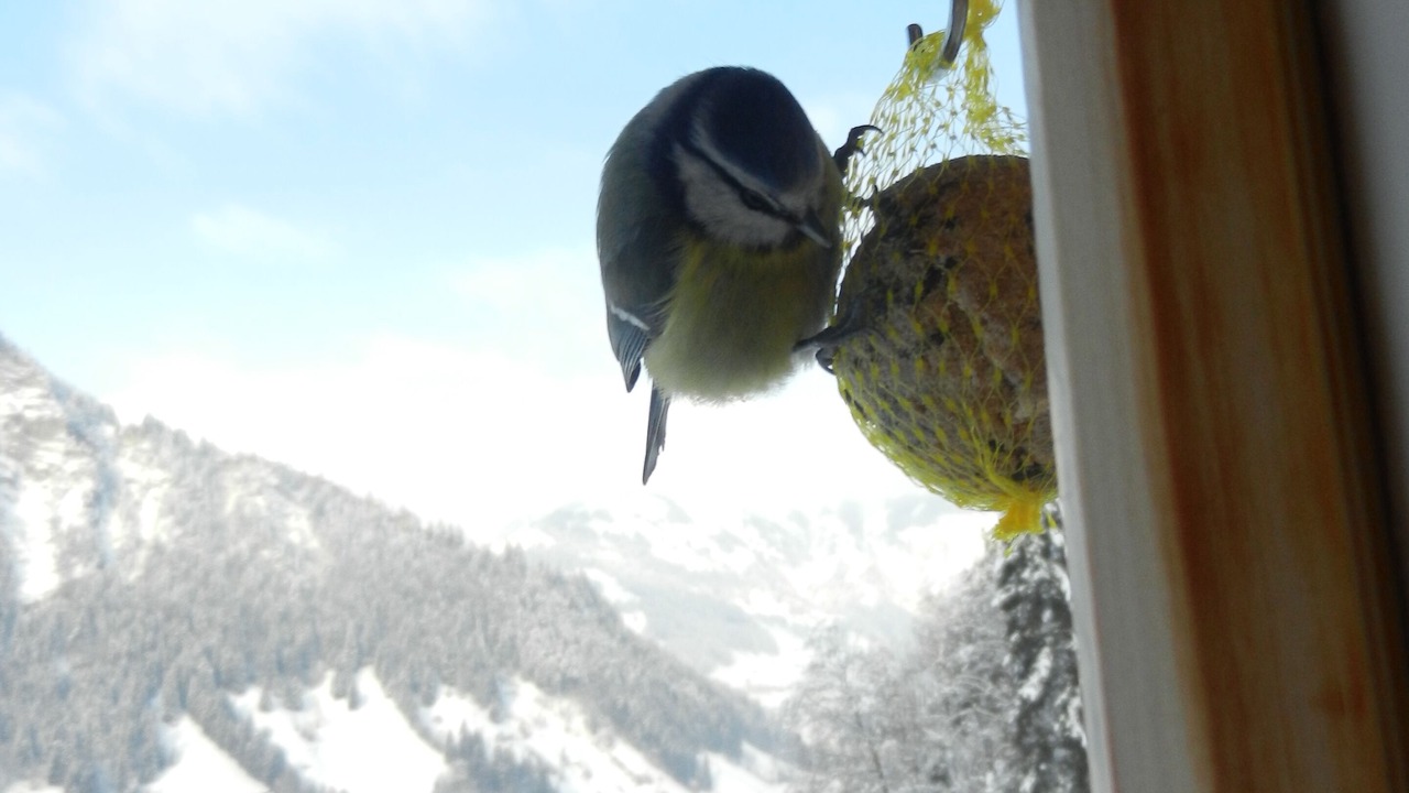 Photo of Others in Kandergrund