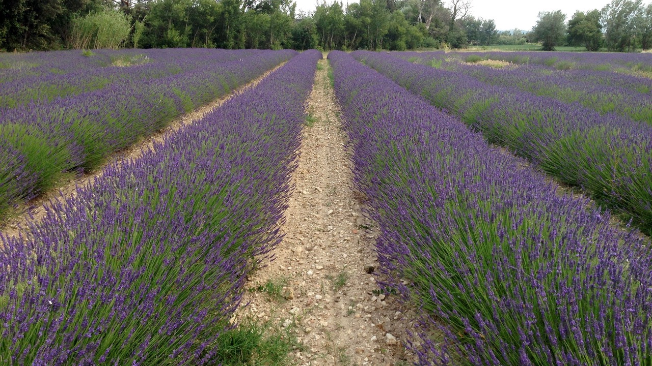 Photo of Outdoor in Solerieux