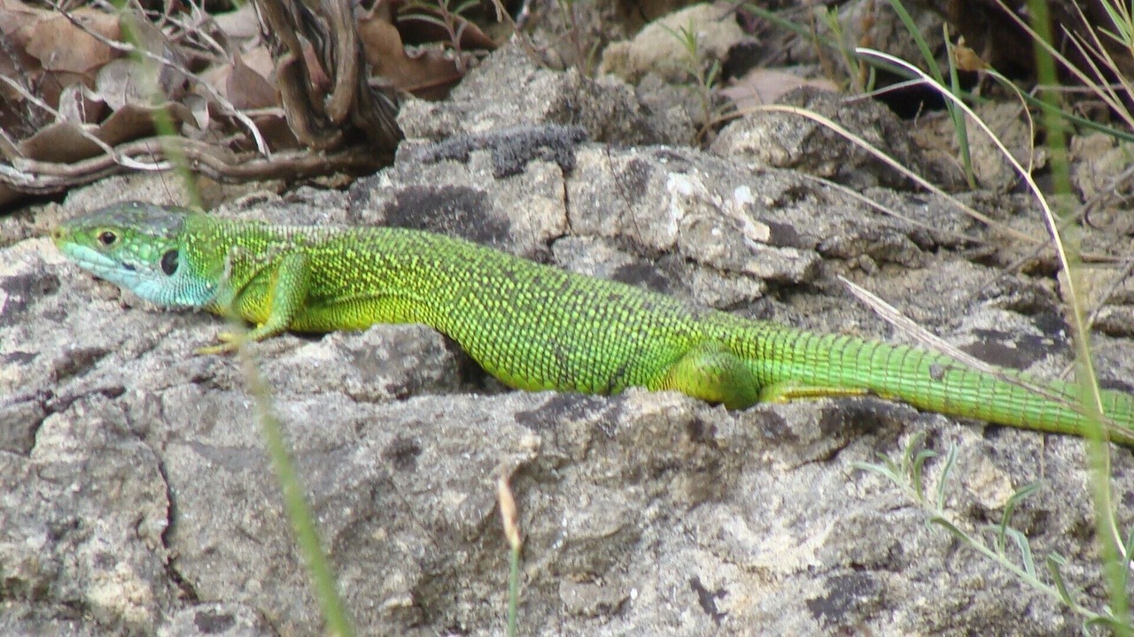 Photo of Outdoor in Saint-Andre-d'Olerargues