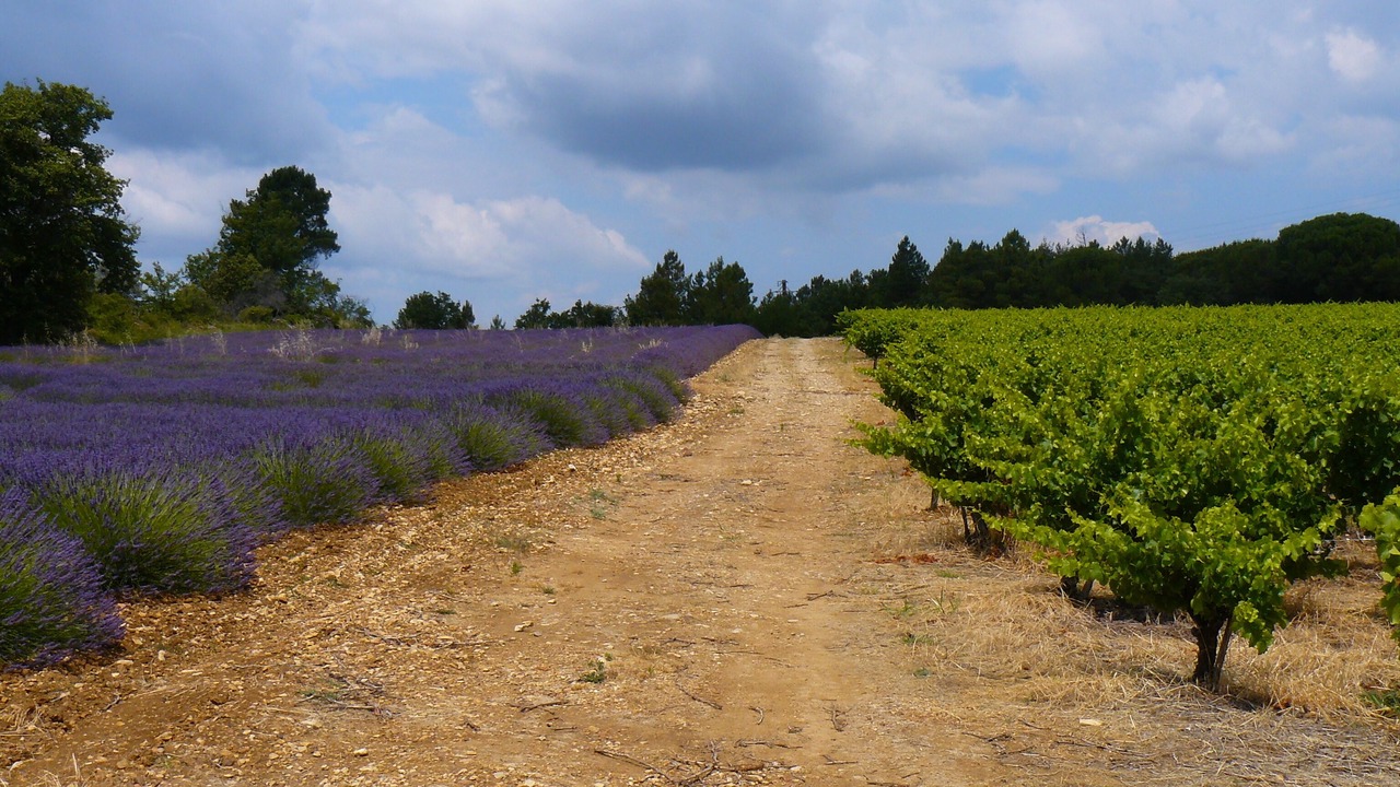Photo of Outdoor in Saint-Andre-d'Olerargues