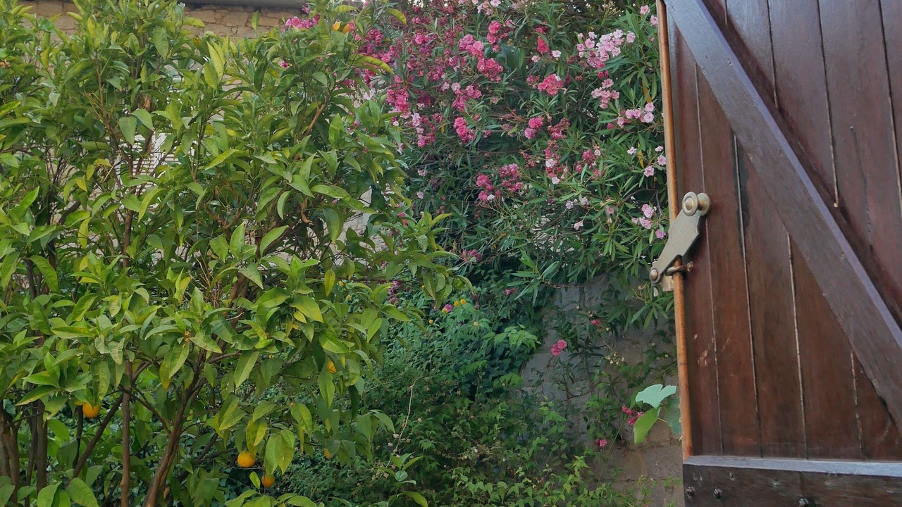 Photo of Outdoor in Vero