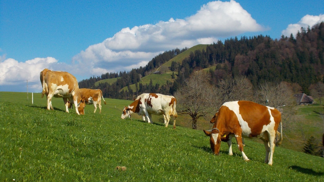 Photo of Outdoor in Trub