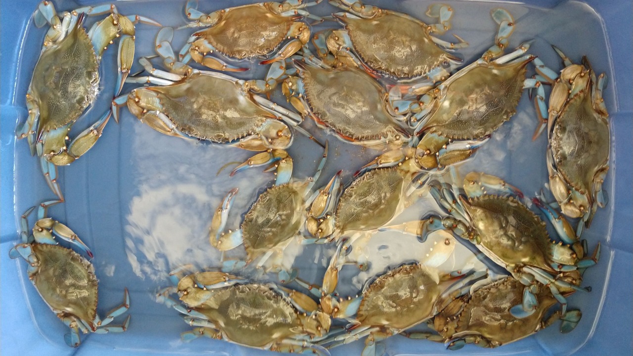 Photo of Others in Jamaica Beach