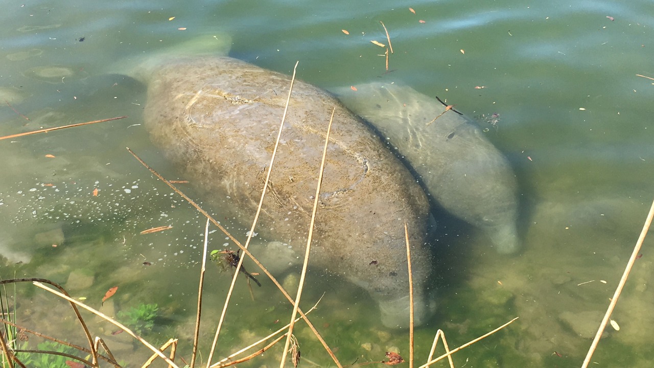 Photo of Others in Crystal River