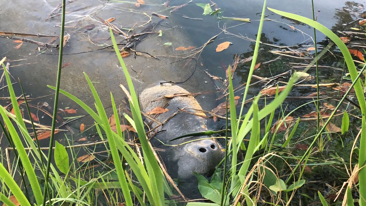 Photo of Others in Crystal River