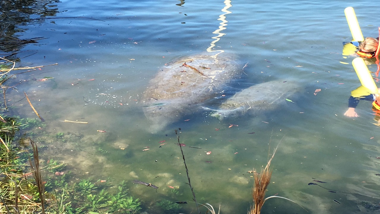 Photo of Others in Crystal River