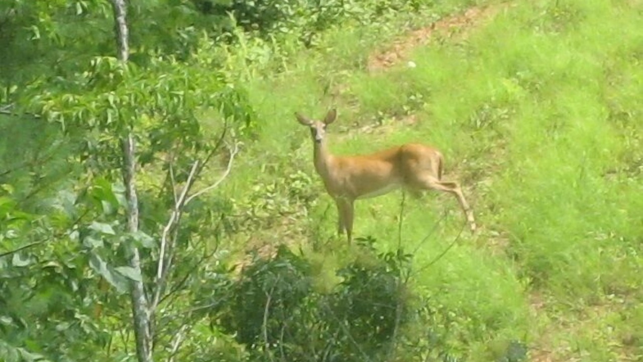 Photo of Outdoor in Murphy