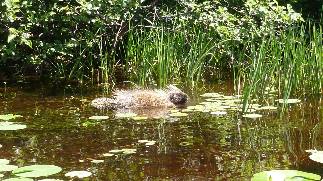 Photo of Others in Crystal Falls