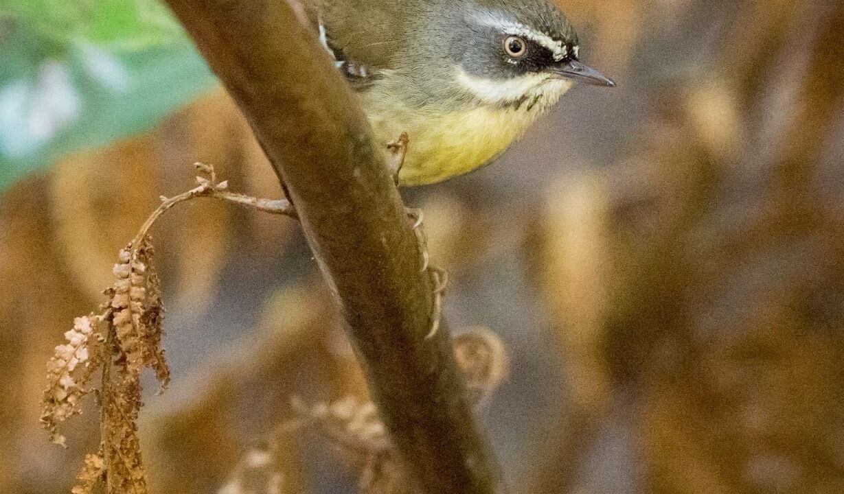 Photo of Outdoor in Beaumont