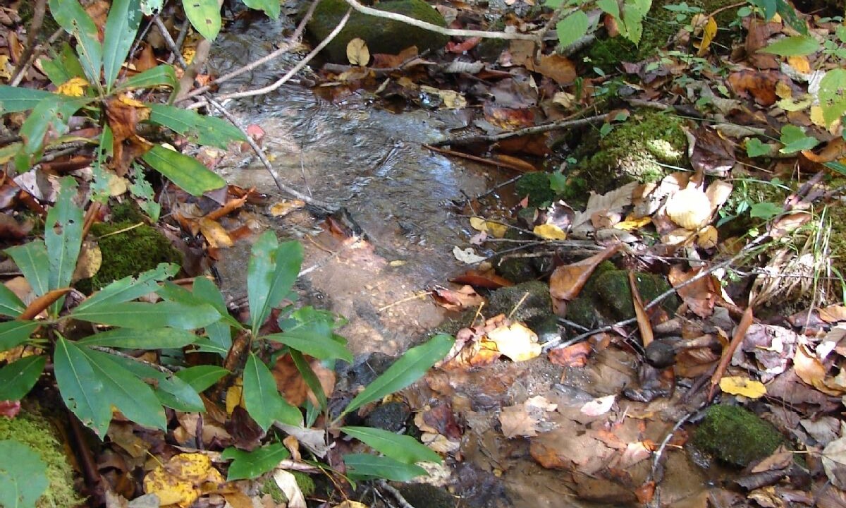 Photo of Others in Sylva
