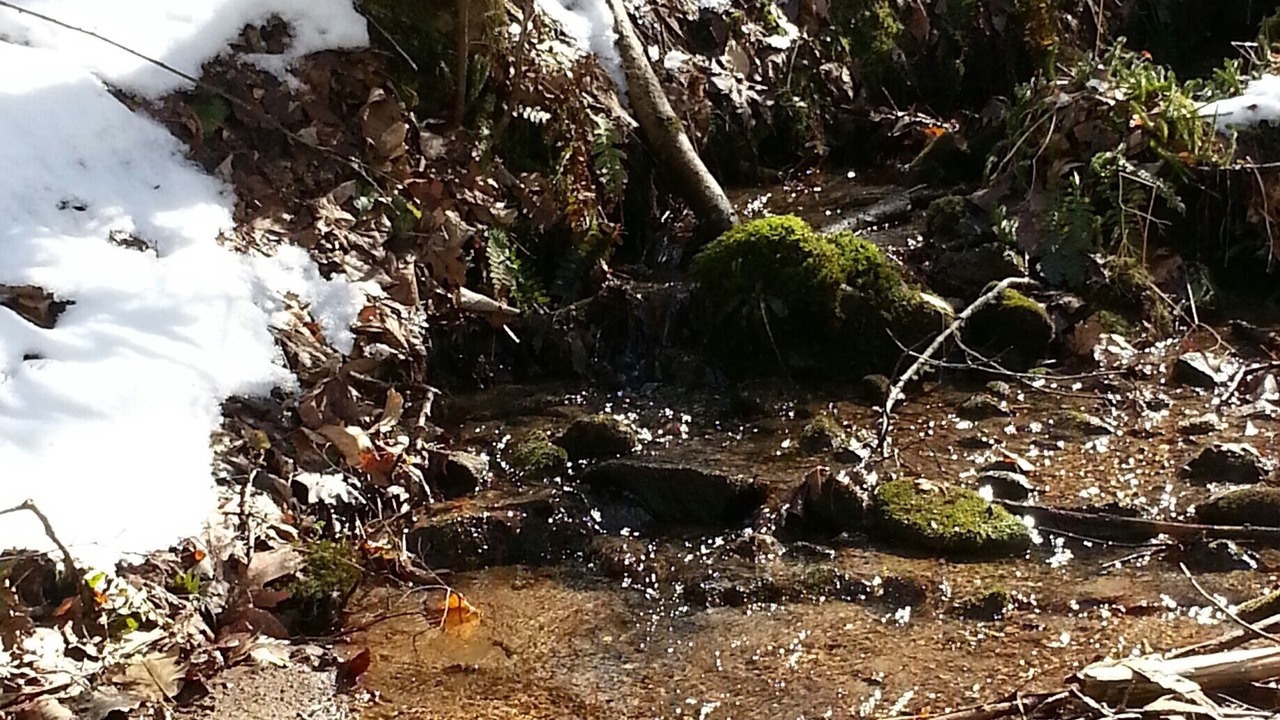 Photo of Others in Sylva