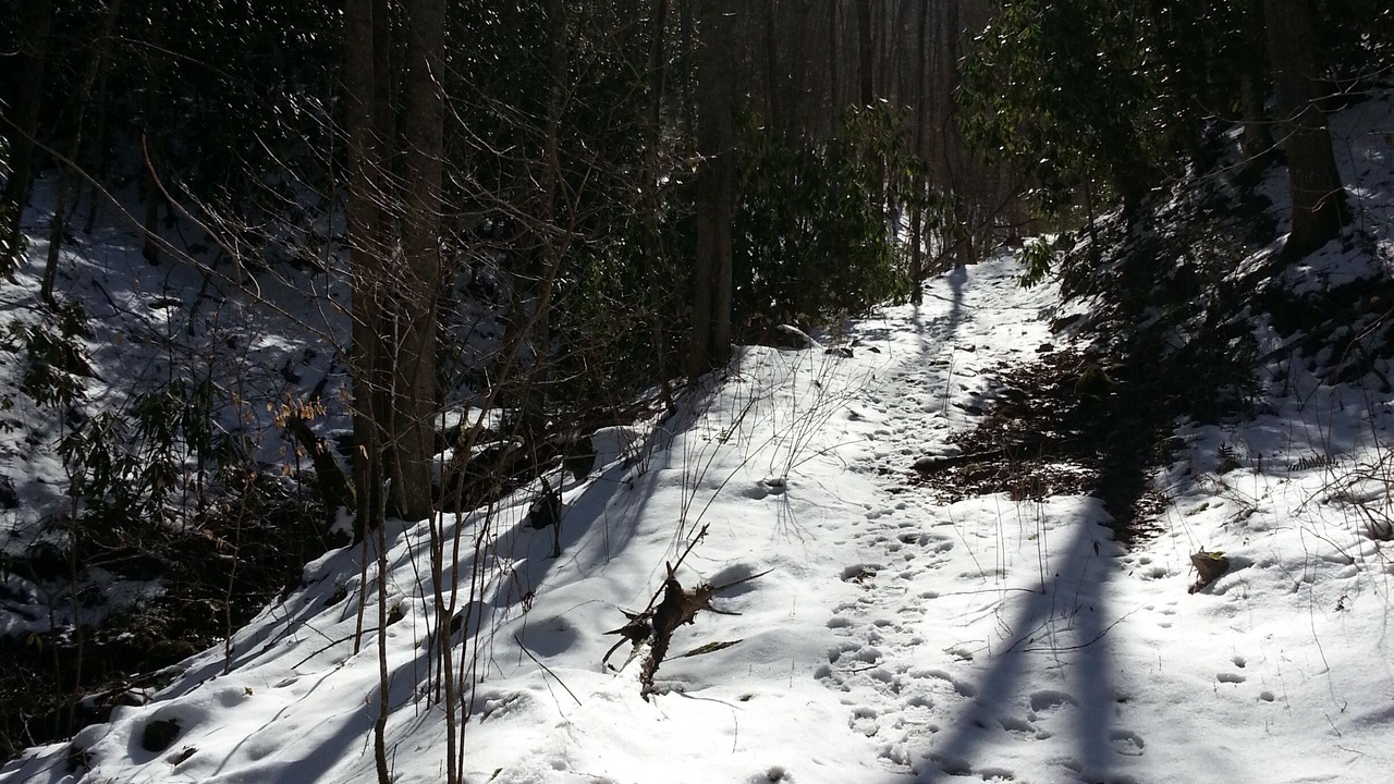 Photo of Outdoor in Sylva