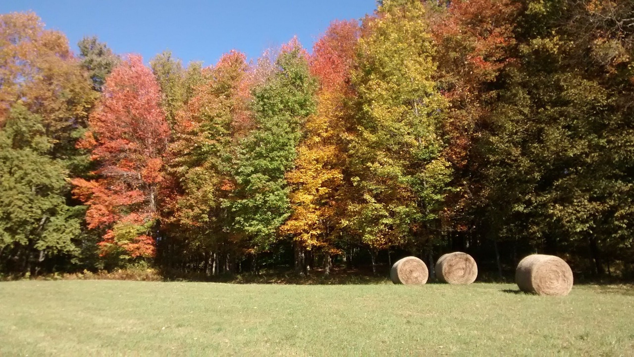 Photo of Others in Damascus