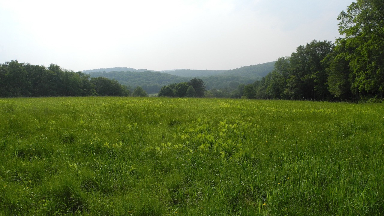 Photo of Others in Damascus