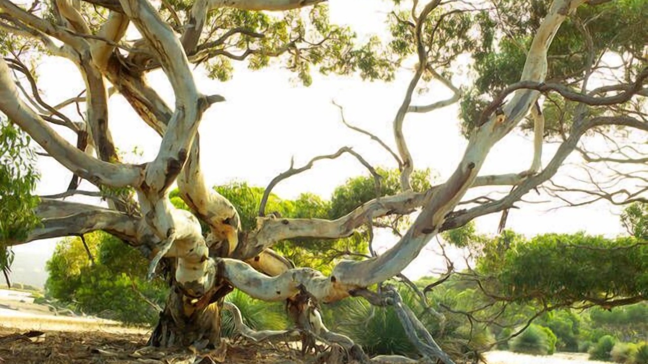 Photo of Outdoor in De Mole River