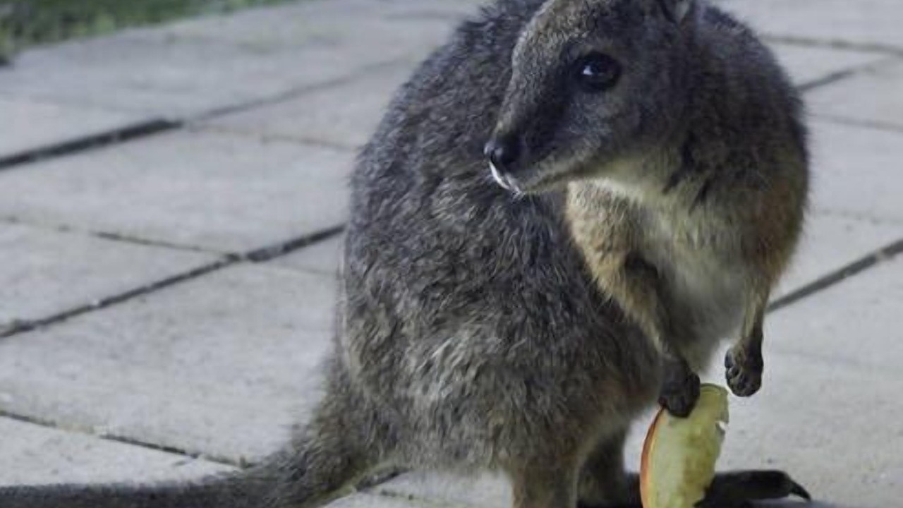 Photo of Others in De Mole River