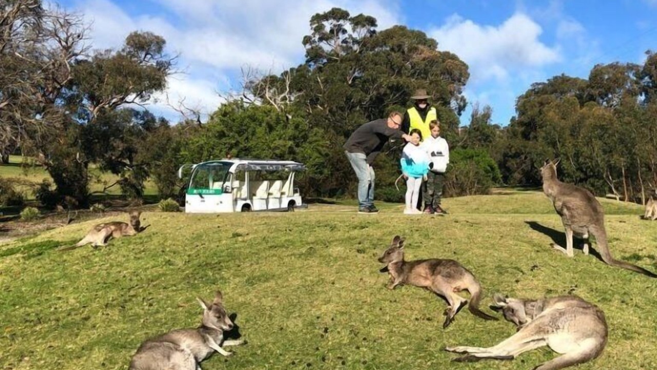 Photo of Others in Anglesea