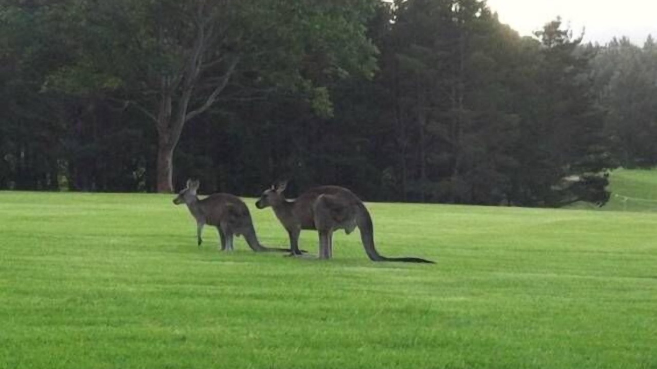 Photo of Others in Kangaroo Valley