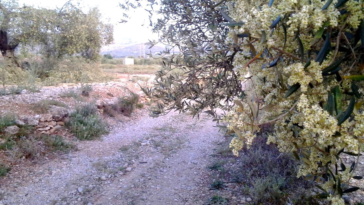 Photo of Others in La Galera