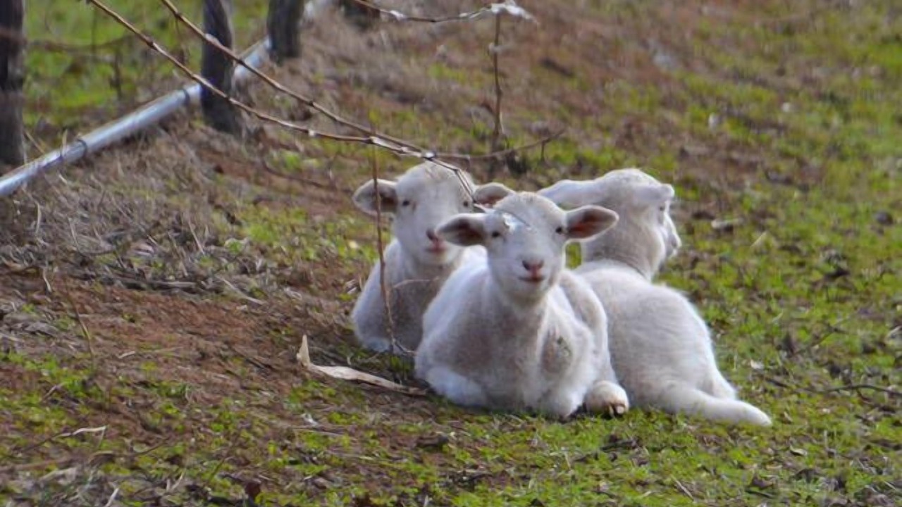 Photo of Outdoor in Roslynmead