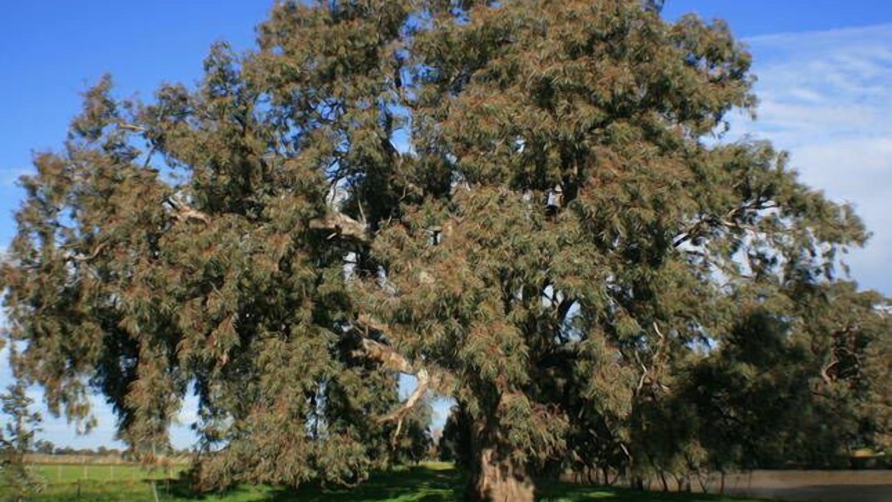 Photo of Others in Roslynmead