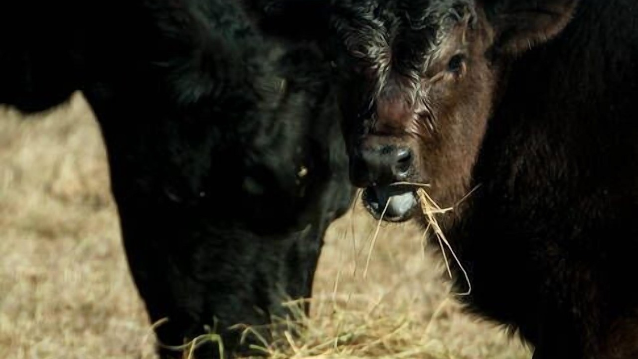 Photo of Outdoor in Spring Hill