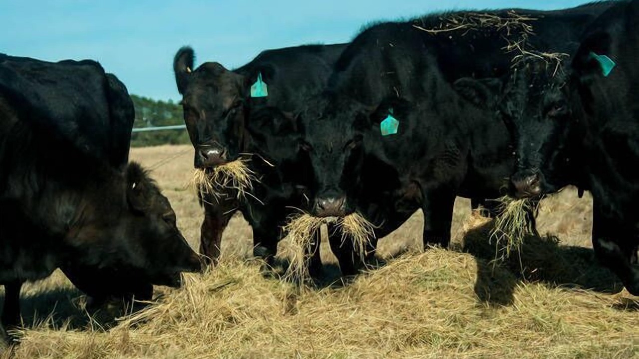 Photo of Outdoor in Spring Hill