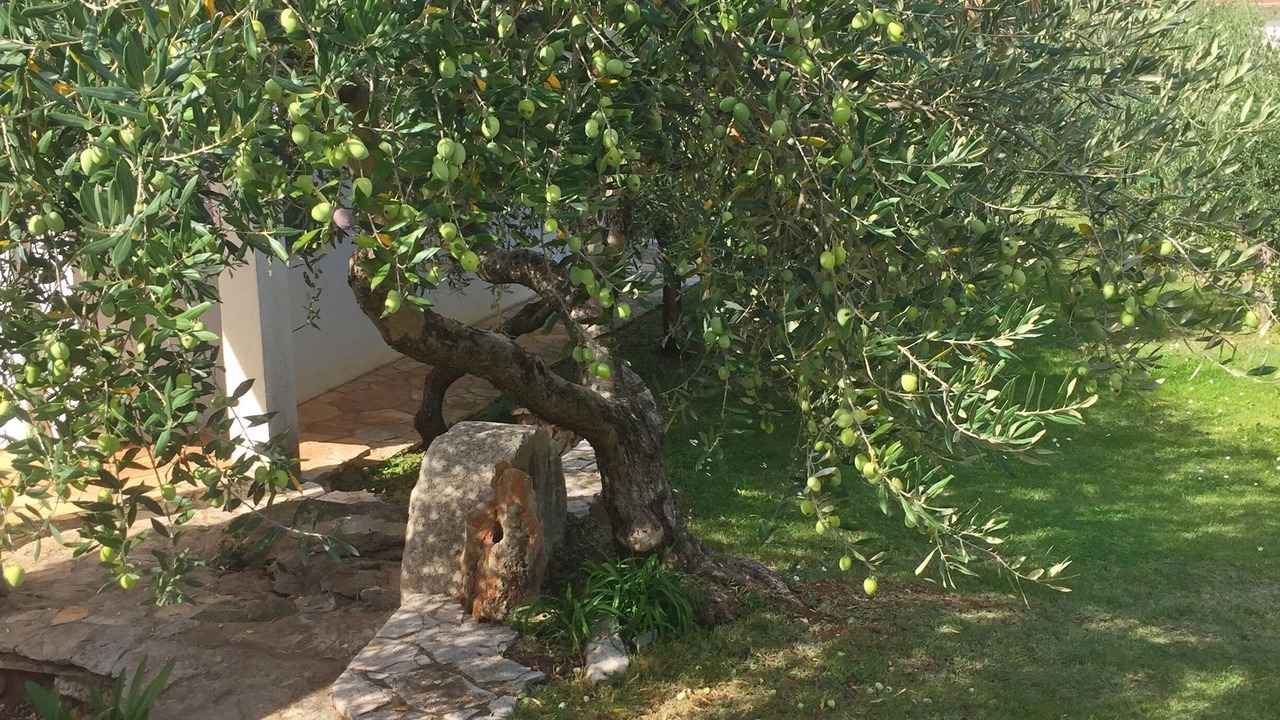 Photo of Outdoor in Island Hvar