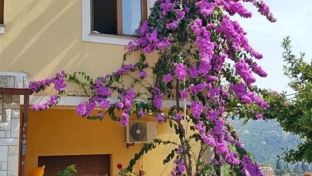 Photo of Outdoor in Volosko