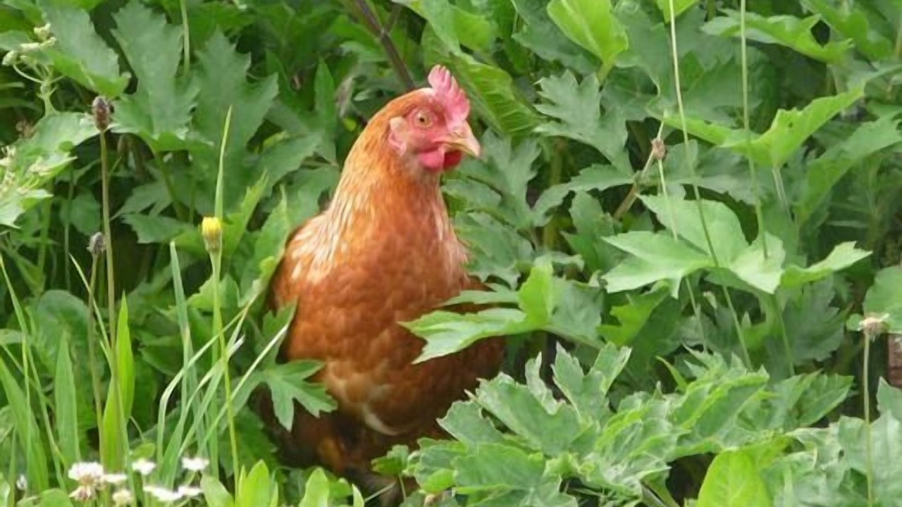 Photo of Others in Flerden