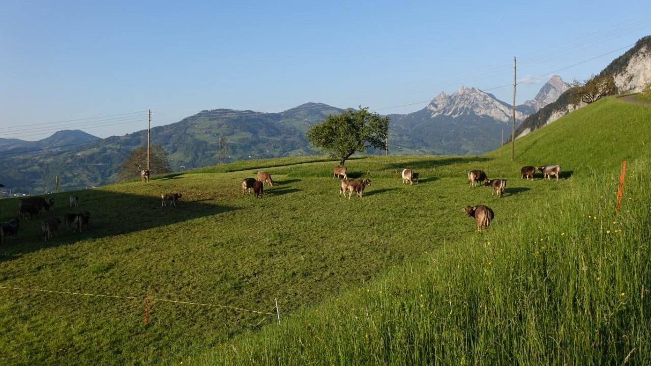 Photo of Others in Lauerz