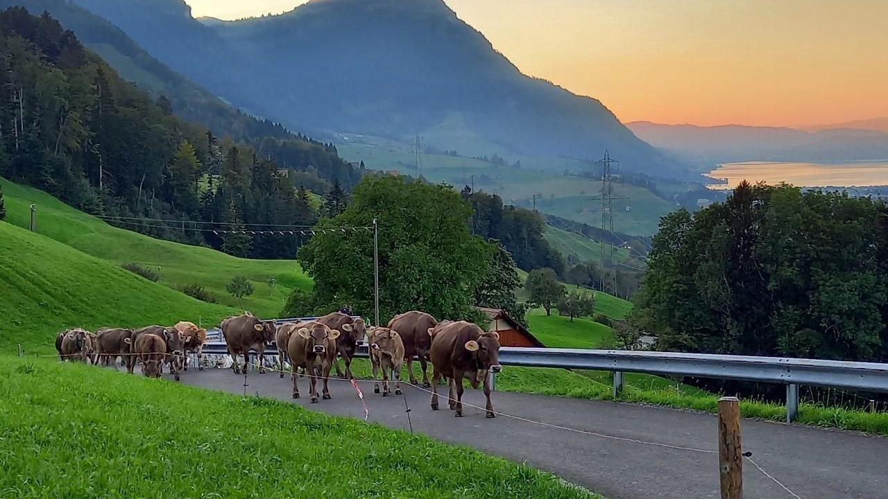 Photo of Others in Lauerz