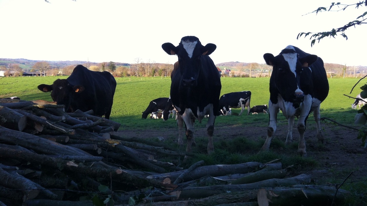 Photo of Others in Le Mesnil-Tove