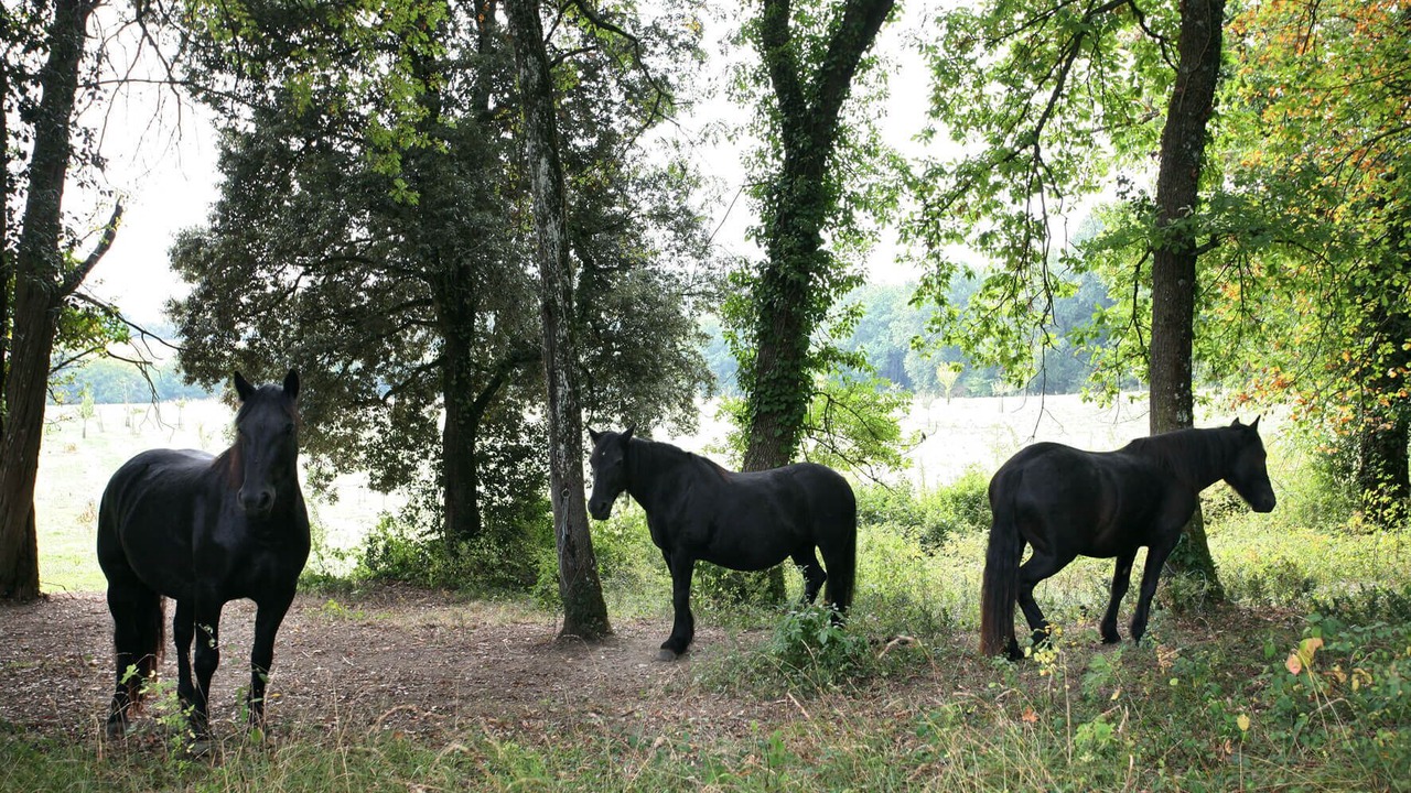 Photo of Outdoor in Biran