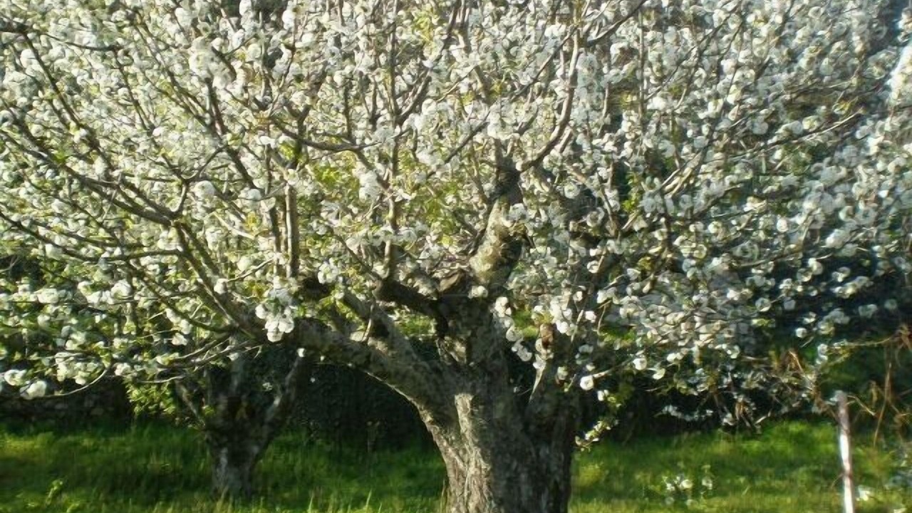 Photo of Outdoor in Jarandilla de la Vera