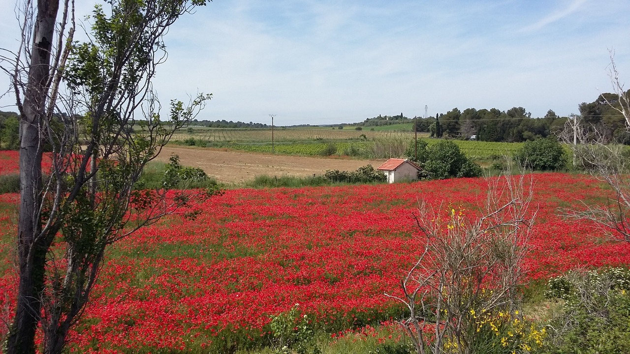 Photo of Others in Meze