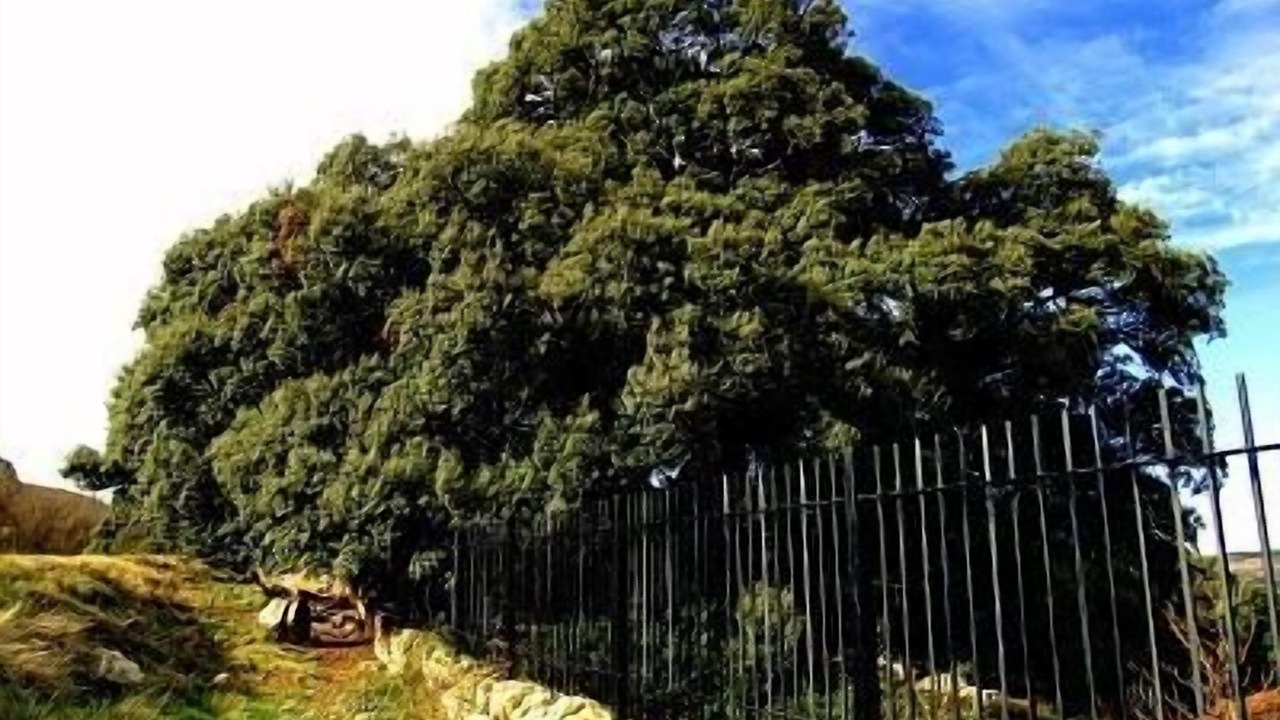 Photo of Outdoor in Culla
