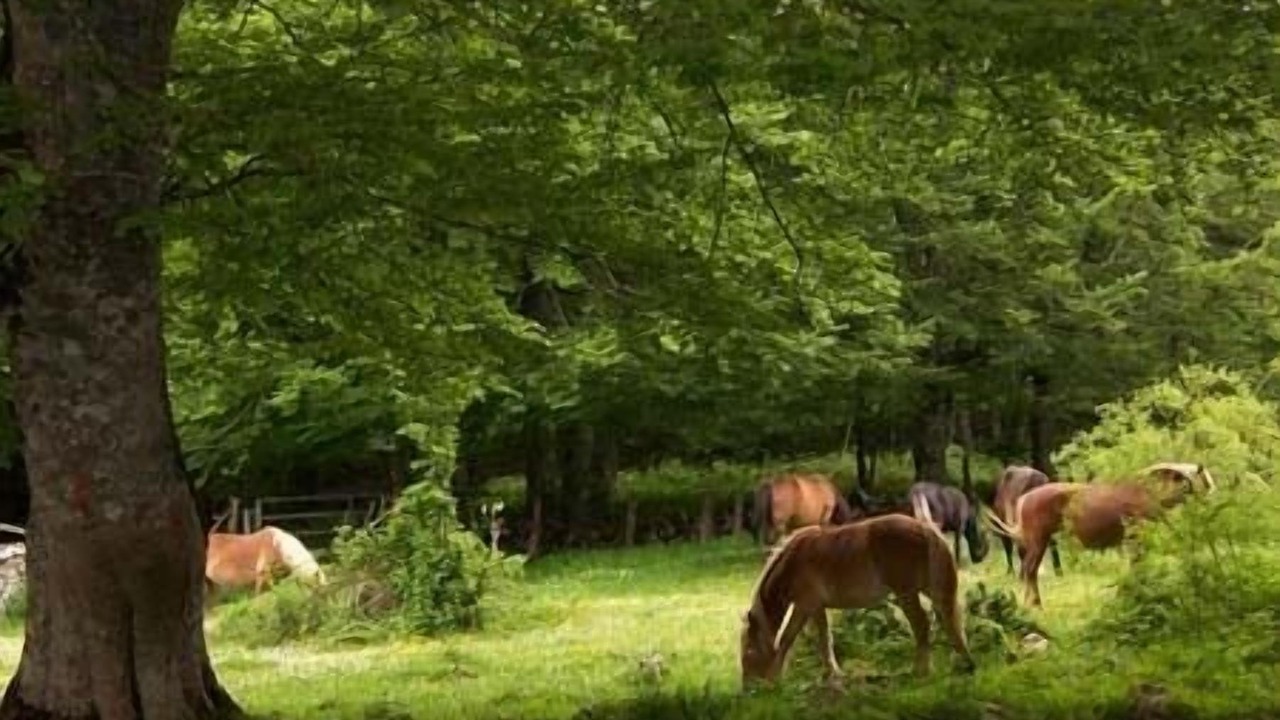 Photo of Outdoor in Arroniz