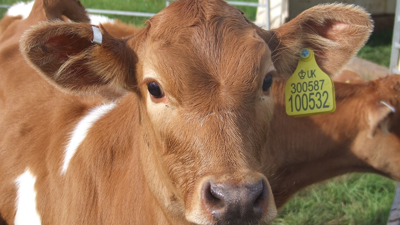 Photo of Others in Garway