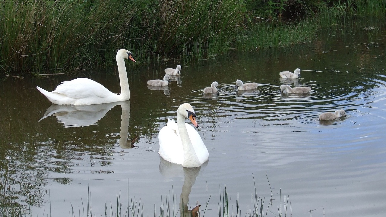 Photo of Others in Garway