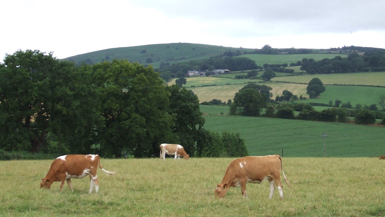 Photo of Others in Garway