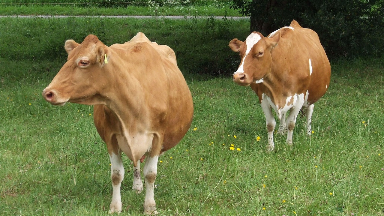 Photo of Others in Garway